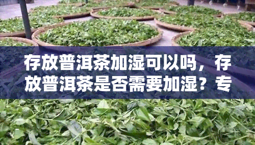 存放普洱茶加湿可以吗，存放普洱茶是否需要加湿？专家为您解答