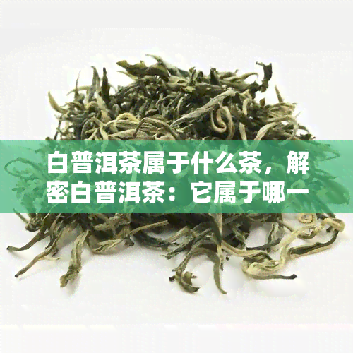 白普洱茶属于什么茶，解密白普洱茶：它属于哪一类茶叶？