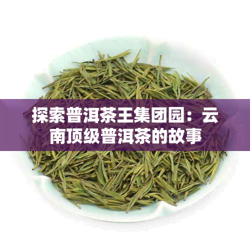 探索普洱茶王集团园：云南顶级普洱茶的故事