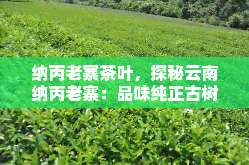 纳丙老寨茶叶，探秘云南纳丙老寨：品味纯正古树茶的魅力