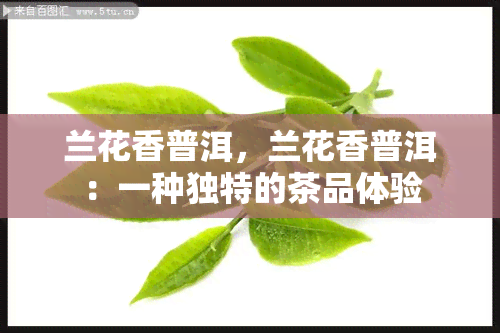 兰花香普洱，兰花香普洱：一种独特的茶品体验