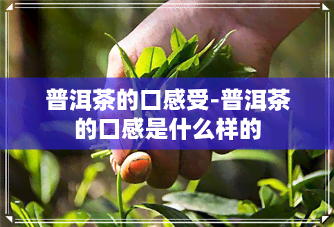 普洱茶的口感受-普洱茶的口感是什么样的