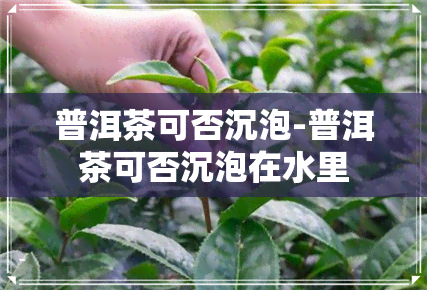 普洱茶可否沉泡-普洱茶可否沉泡在水里