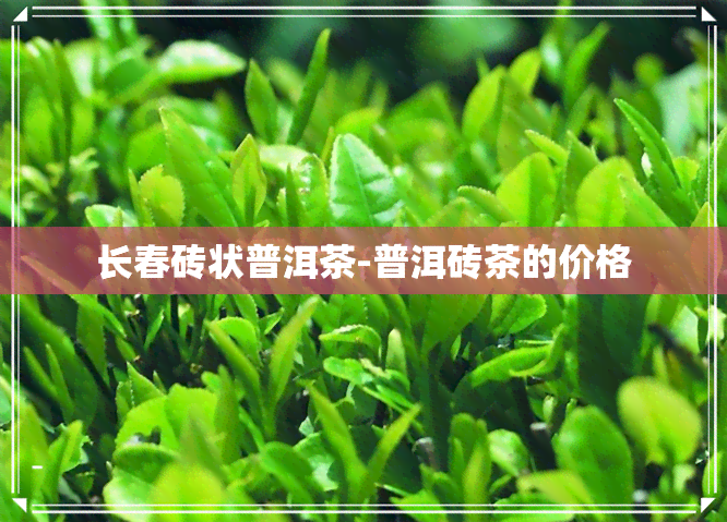 长春砖状普洱茶-普洱砖茶的价格