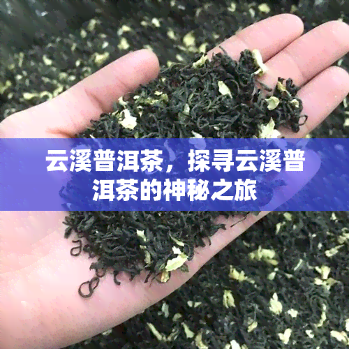 云溪普洱茶，探寻云溪普洱茶的神秘之旅