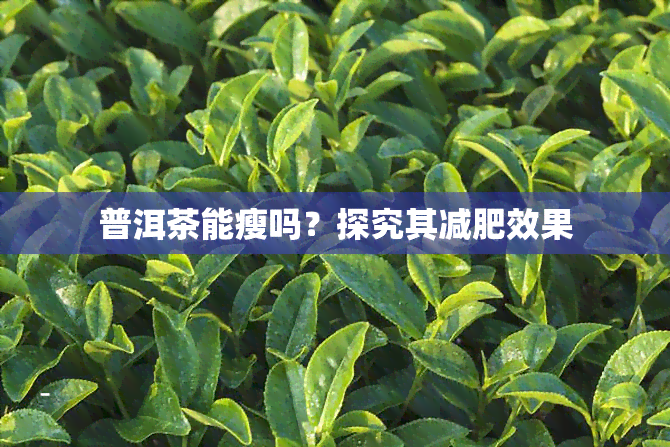 普洱茶能瘦吗？探究其减肥效果