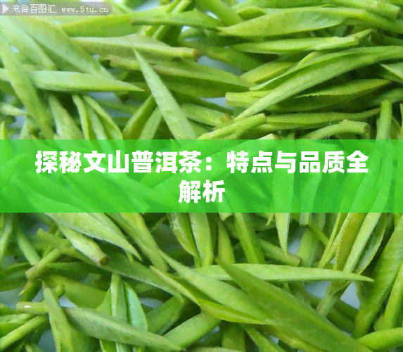 探秘文山普洱茶：特点与品质全解析