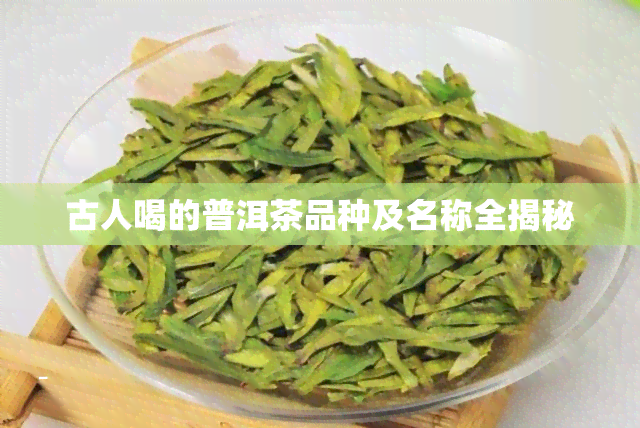 古人喝的普洱茶品种及名称全揭秘