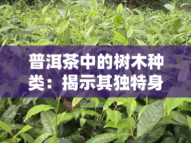 普洱茶中的树木种类：揭示其独特身份