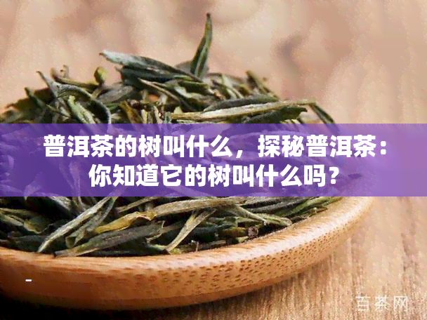 普洱茶的树叫什么，探秘普洱茶：你知道它的树叫什么吗？