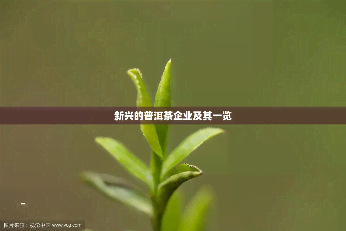 新兴的普洱茶企业及其一览