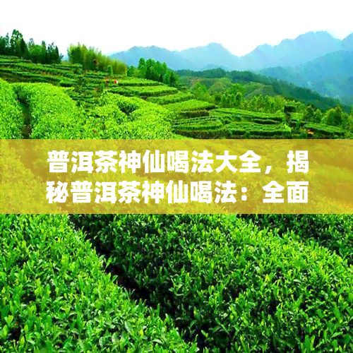 普洱茶神仙喝法大全，揭秘普洱茶神仙喝法：全面解析普洱茶的品饮技巧与艺术