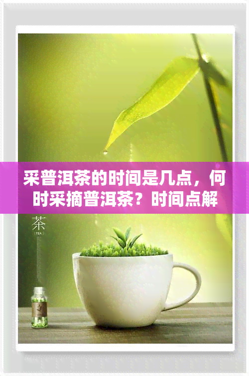 采普洱茶的时间是几点，何时采摘普洱茶？时间点解析