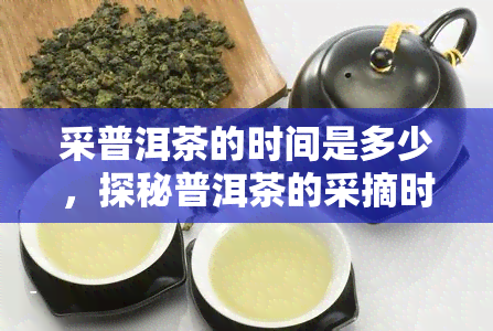 采普洱茶的时间是多少，探秘普洱茶的采摘时间：何时才是时期？