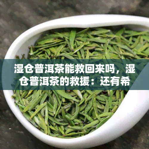 湿仓普洱茶能救回来吗，湿仓普洱茶的救援：还有希望吗？