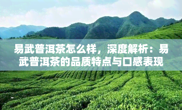 易武普洱茶怎么样，深度解析：易武普洱茶的品质特点与口感表现