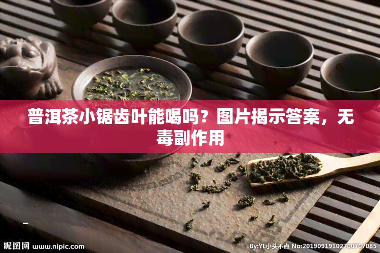 普洱茶小锯齿叶能喝吗？图片揭示答案，无副作用