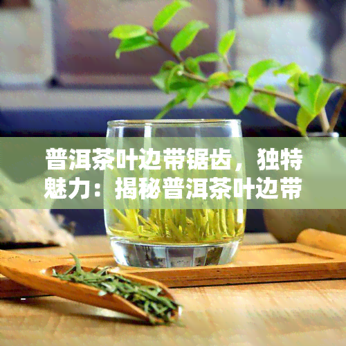 普洱茶叶边带锯齿，独特魅力：揭秘普洱茶叶边带锯齿的由来与作用