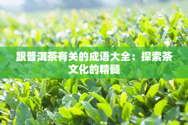 跟普洱茶有关的成语大全：探索茶文化的精髓