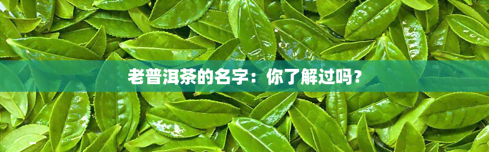 老普洱茶的名字：你了解过吗？