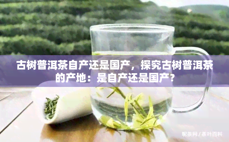 古树普洱茶自产还是国产，探究古树普洱茶的产地：是自产还是国产？