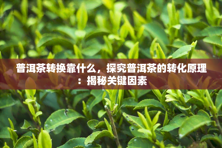 普洱茶转换靠什么，探究普洱茶的转化原理：揭秘关键因素