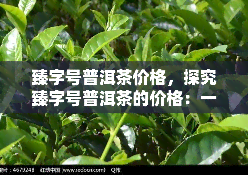 臻字号普洱茶价格，探究臻字号普洱茶的价格：一份全面的市场分析报告