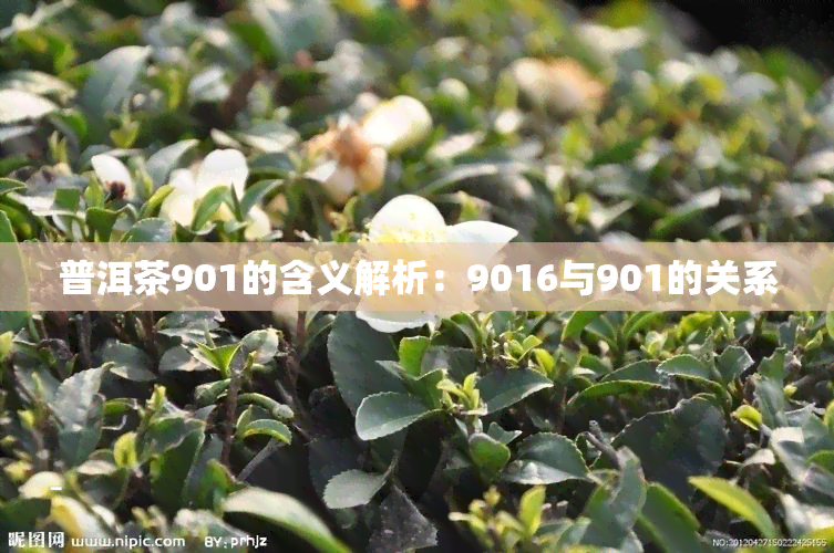 普洱茶901的含义解析：9016与901的关系