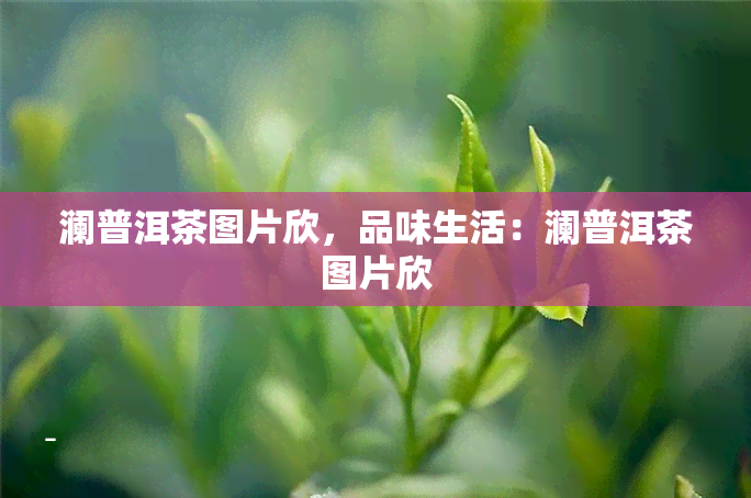 澜普洱茶图片欣，品味生活：澜普洱茶图片欣