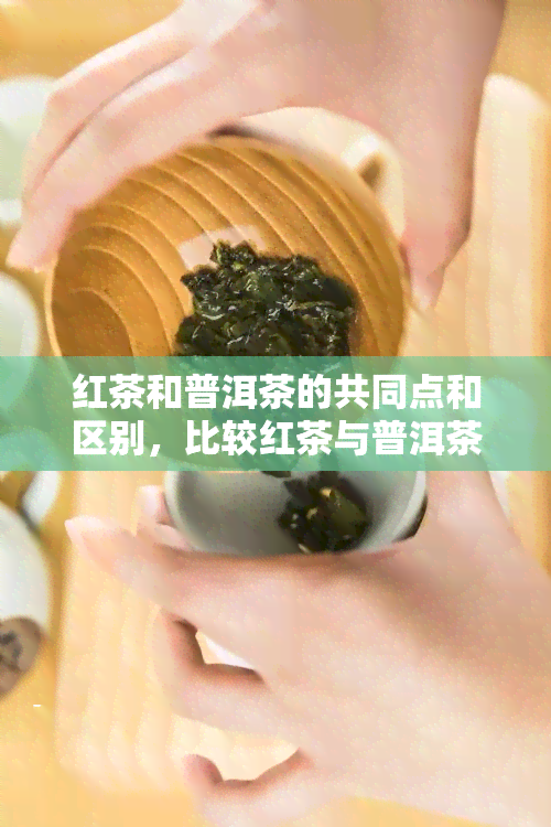 红茶和普洱茶的共同点和区别，比较红茶与普洱茶：异同解析