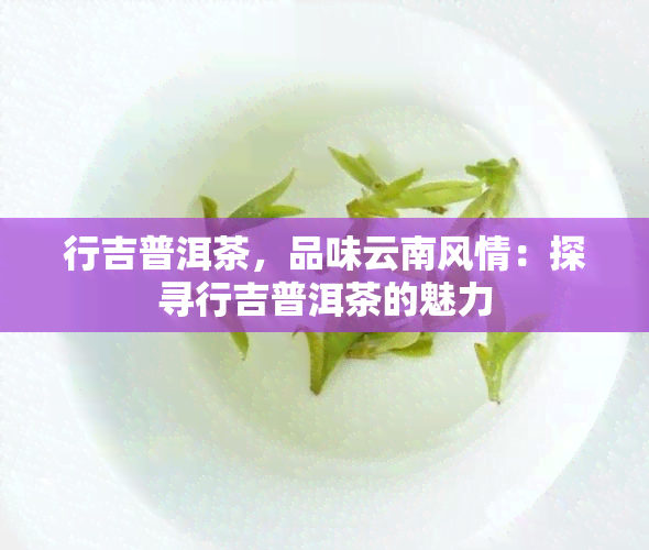 行吉普洱茶，品味云南风情：探寻行吉普洱茶的魅力