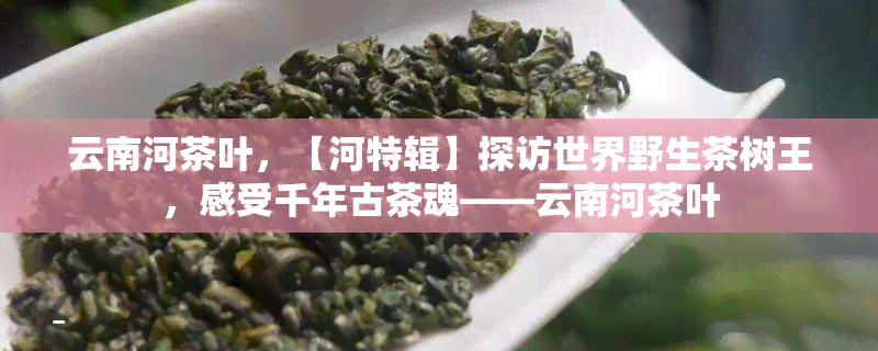 云南河茶叶，【河特辑】探访世界野生茶树王，感受千年古茶魂——云南河茶叶