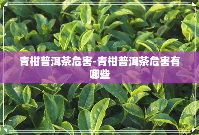 青柑普洱茶危害-青柑普洱茶危害有哪些