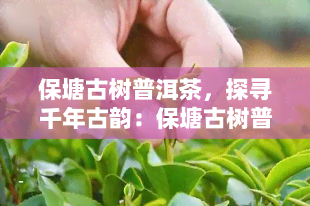 保塘古树普洱茶，探寻千年古韵：保塘古树普洱茶的魅力与故事