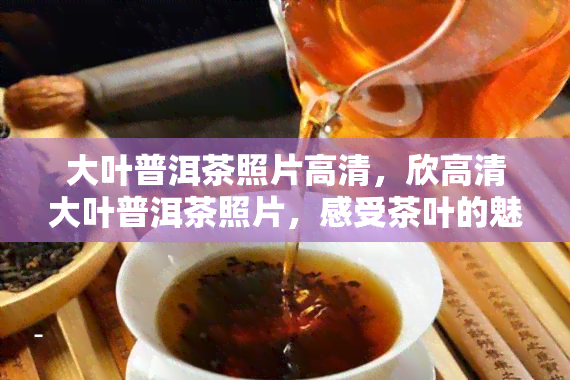 大叶普洱茶照片高清，欣高清大叶普洱茶照片，感受茶叶的魅力与韵味！