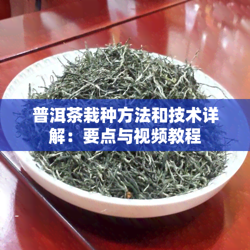 普洱茶栽种方法和技术详解：要点与视频教程