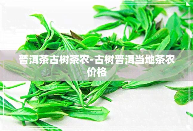 普洱茶古树茶农-古树普洱当地茶农价格