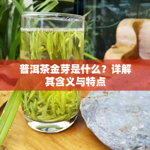 普洱茶金芽是什么？详解其含义与特点