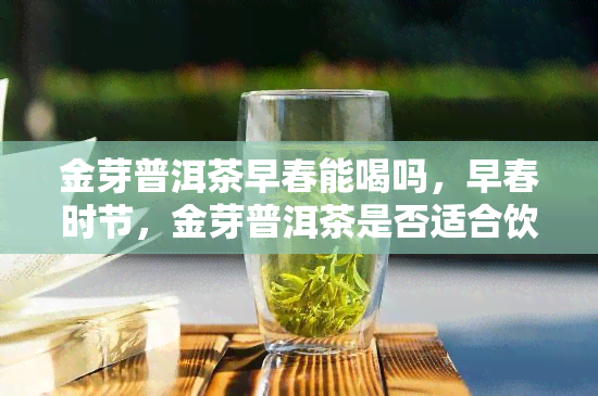 金芽普洱茶早春能喝吗，早春时节，金芽普洱茶是否适合饮用？