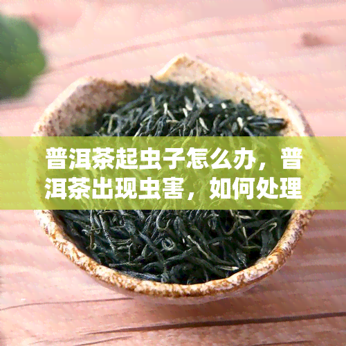 普洱茶起虫子怎么办，普洱茶出现虫害，如何处理？