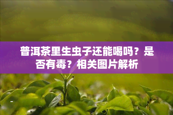 普洱茶里生虫子还能喝吗？是否有？相关图片解析