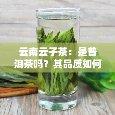 云南云子茶：是普洱茶吗？其品质如何？