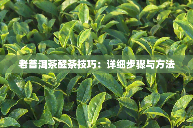 老普洱茶醒茶技巧：详细步骤与方法