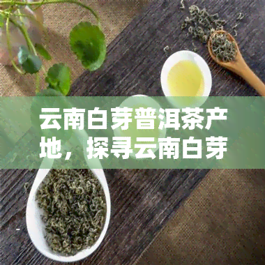 云南白芽普洱茶产地，探寻云南白芽普洱茶的产地之美