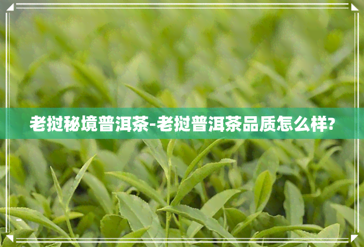 老挝秘境普洱茶-老挝普洱茶品质怎么样?