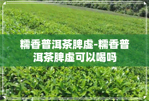 糯香普洱茶脾虚-糯香普洱茶脾虚可以喝吗