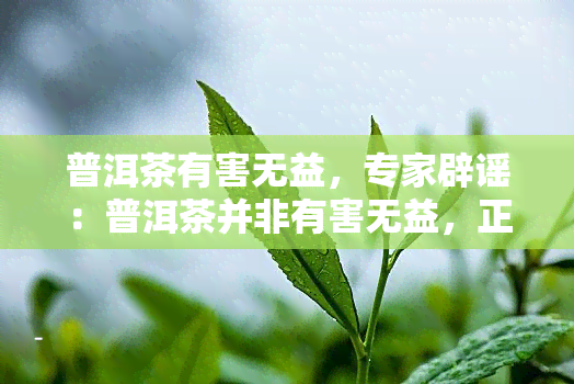 普洱茶有害无益，专家辟谣：普洱茶并非有害无益，正确饮用有益健