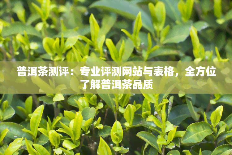 普洱茶测评：专业评测网站与表格，全方位了解普洱茶品质