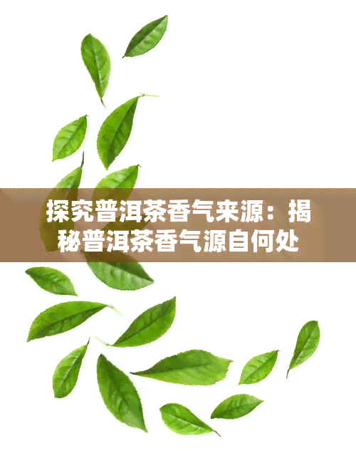 探究普洱茶香气来源：揭秘普洱茶香气源自何处