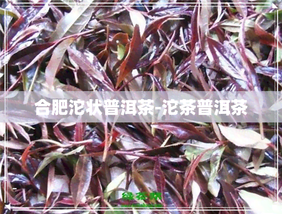 合肥沱状普洱茶-沱茶普洱茶